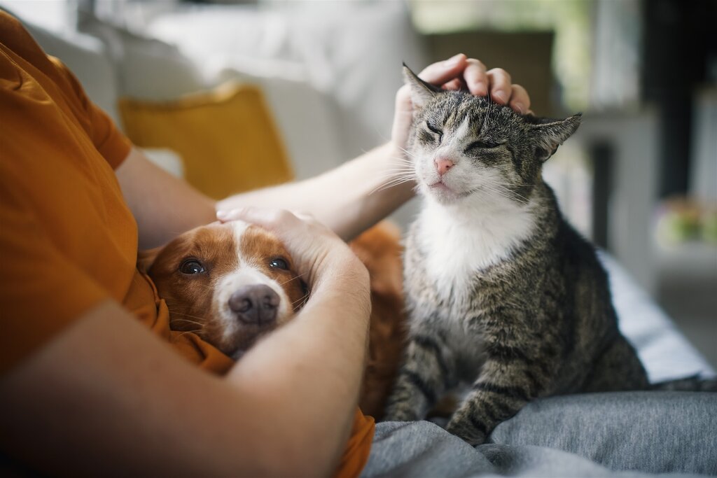 Município de Esposende inicia revisão do Regulamento Municipal de Bem-Estar e Saúde Animal